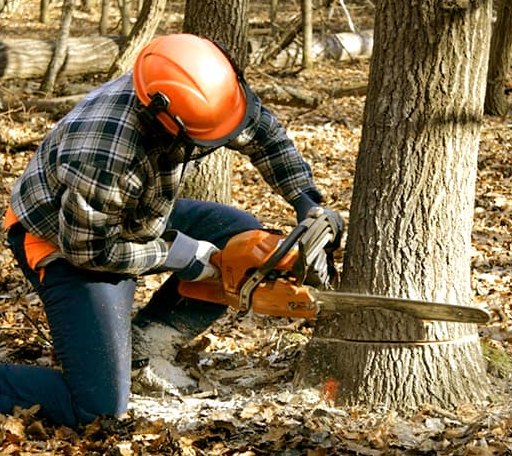 Tree Removal in Forest, OH